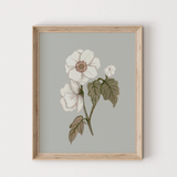 Illustration Anémone