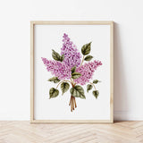 Affiches 8 X 10 - Marie-Lise Illustration - Bouquet de lilas